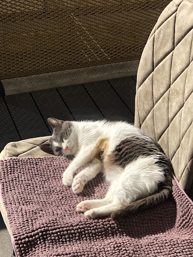 Dr. med. vet. Petra Kracher