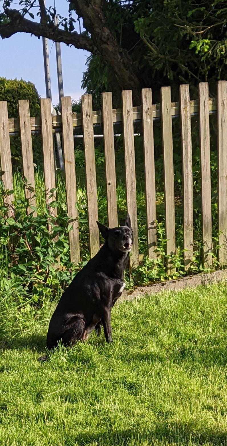 Dr. med. vet. Tina Hölscher