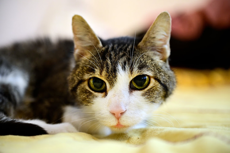 Dr. Silja Weber Tierarztpraxis