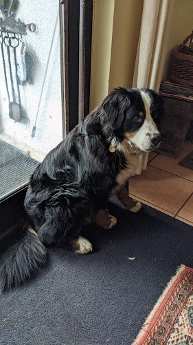 Dr.med.vet. Sabine Schweinbeck Tierärztin