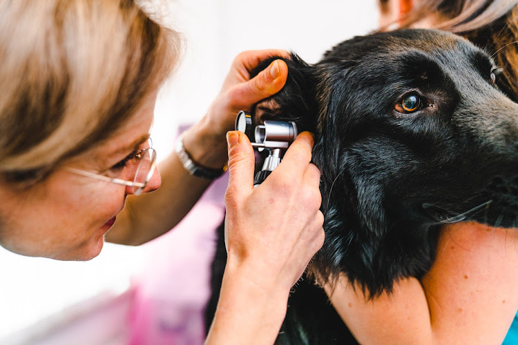 Fachtierarztpraxis Passau Dr. Petra Krause