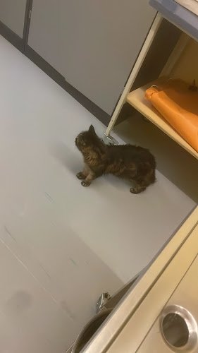 Janowski-Gastl Stephanie Dr.med.vet. Tierarzt