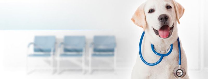 Kleintierpraxis Michaela Gußmann München