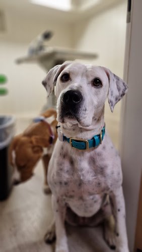 Mobile Tierarztpraxis Marta Romanski