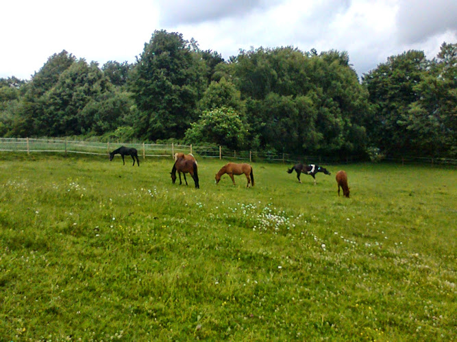 Naturheilkundliche Pferdepraxis Diana Holderegger