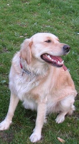 Naturheilpraxis für Tiere am Gasteig Kimberly Ann Grobholz Tierheilpraktiker