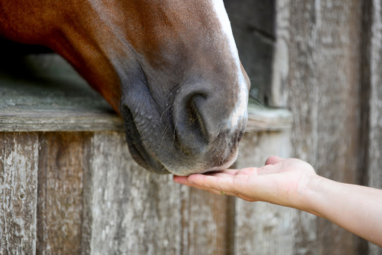 Pferdegesundheit-mobil, Die gesunde Minute für dein Pferd