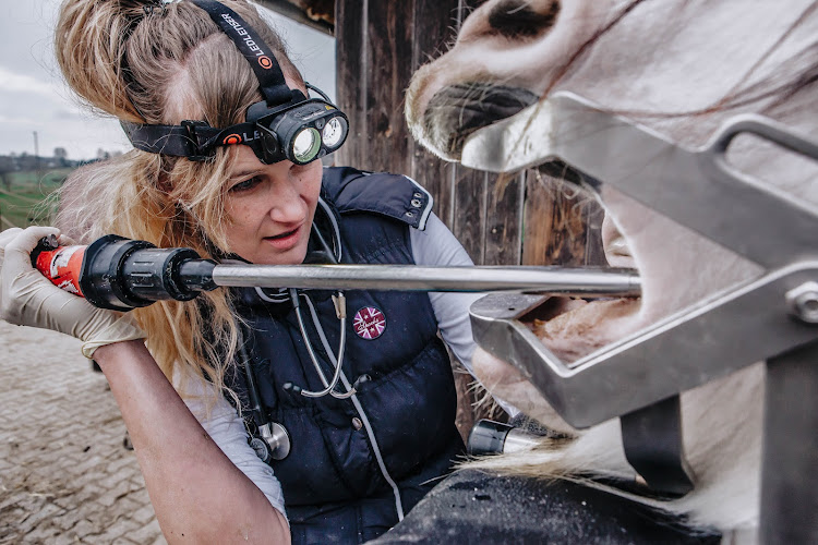Pferdezahnmedizin München Dr. Faust