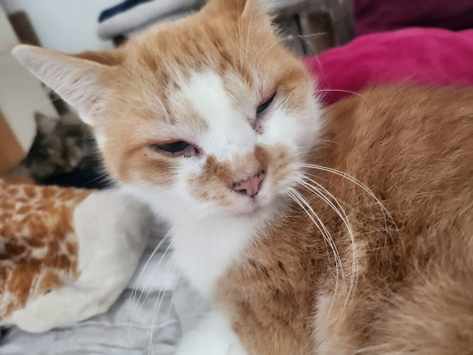 Pfotendoctor - dein digitaler Tierarzt (kein Praxisstandort vor Ort)