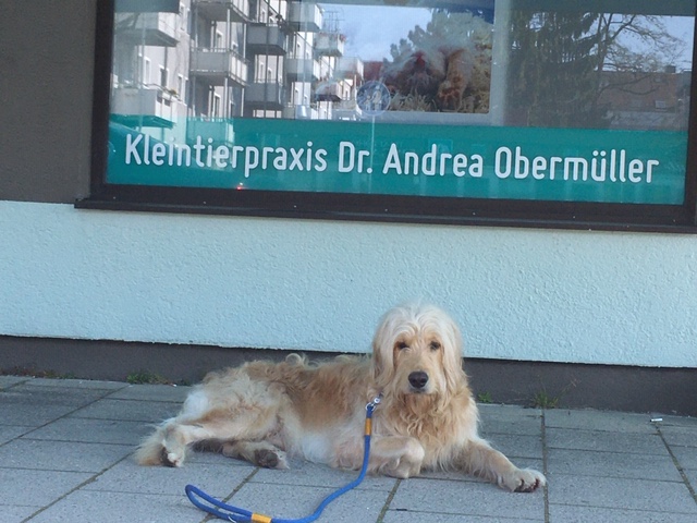Tierärztin | Kleintierpraxis Dr. Andrea Obermüller | München