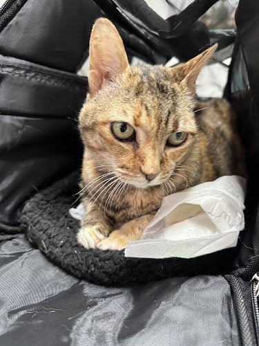 Tierärztliche Gemeinschaftspraxis Dr. F. Fiederling und Dr. T. Ludwig