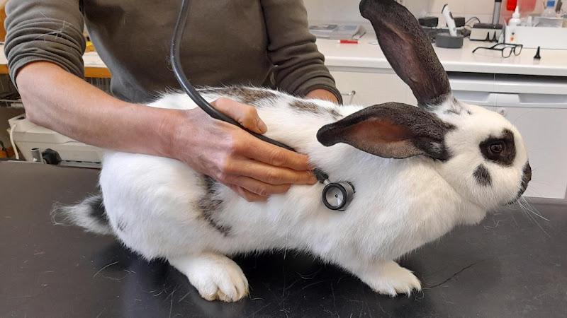 Tierarztpraxis Dr. Aumüller