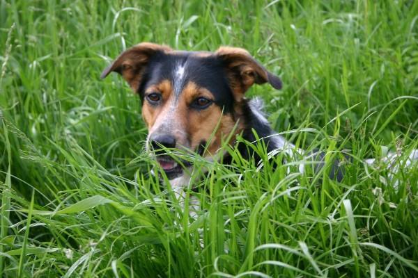 Tierarztpraxis Graßl P., Dr. A. Urabl