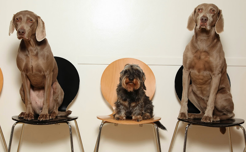 Tierarztpraxis PD Dr. med. vet. Thomas Göbel