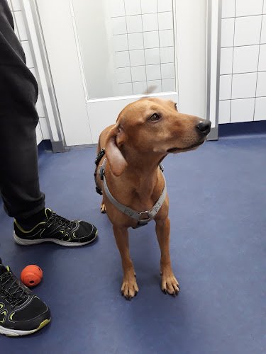 Tierarztpraxis Rödiger - Das Veterinärmedizinische Zentrum Berlin - 24h geöffnet