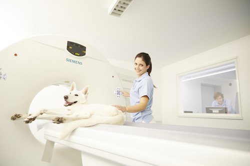 Tierklinik Kellerwessel in Köln - Tierärztliche Klinik mit 24h Notdienst