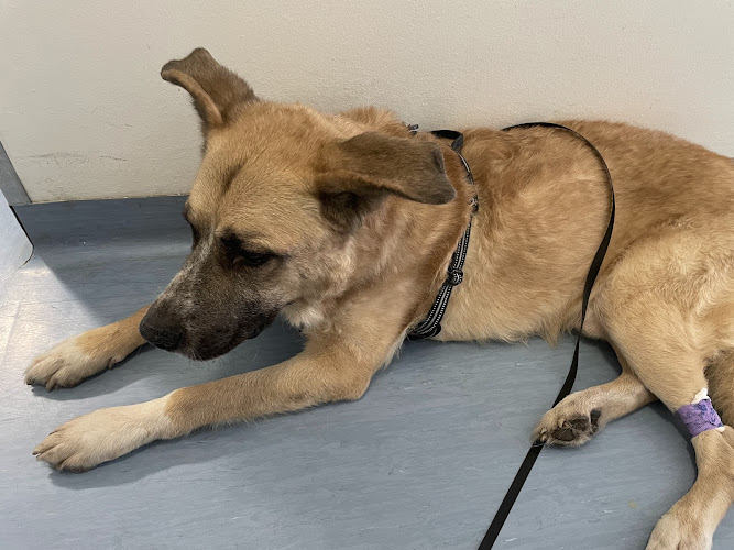 Tiermedizinzentrum Berlin