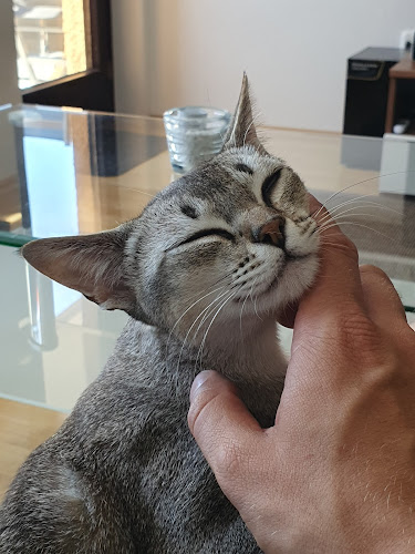 Tierphysiotherapie mit Herz und Verstand