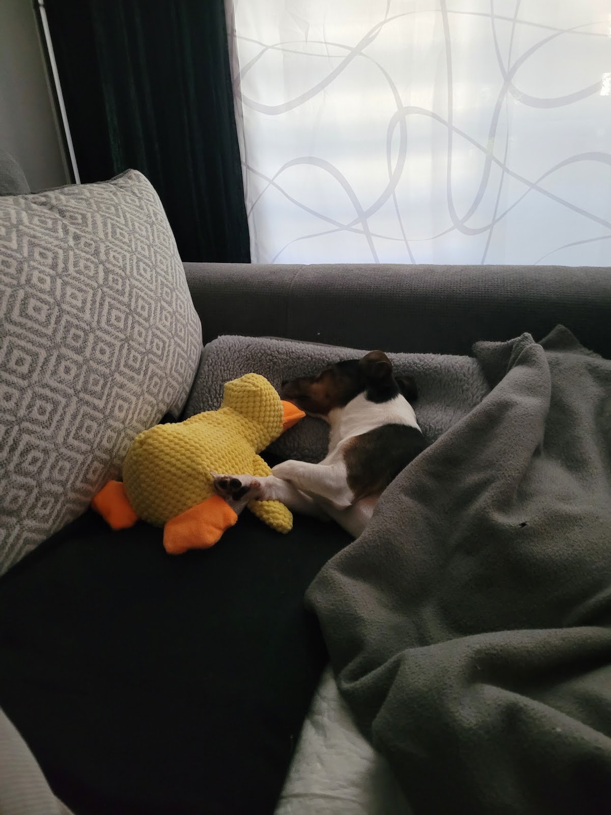 Zentrum für Tiertherapie in Berlin – Foto aus einer Patientenbewertung